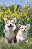 CORGI PEMBROKE 440